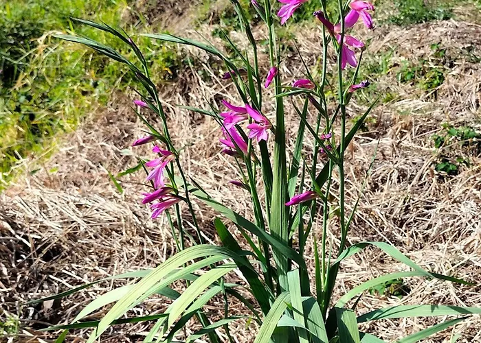 Casa Bela Vista Machico
